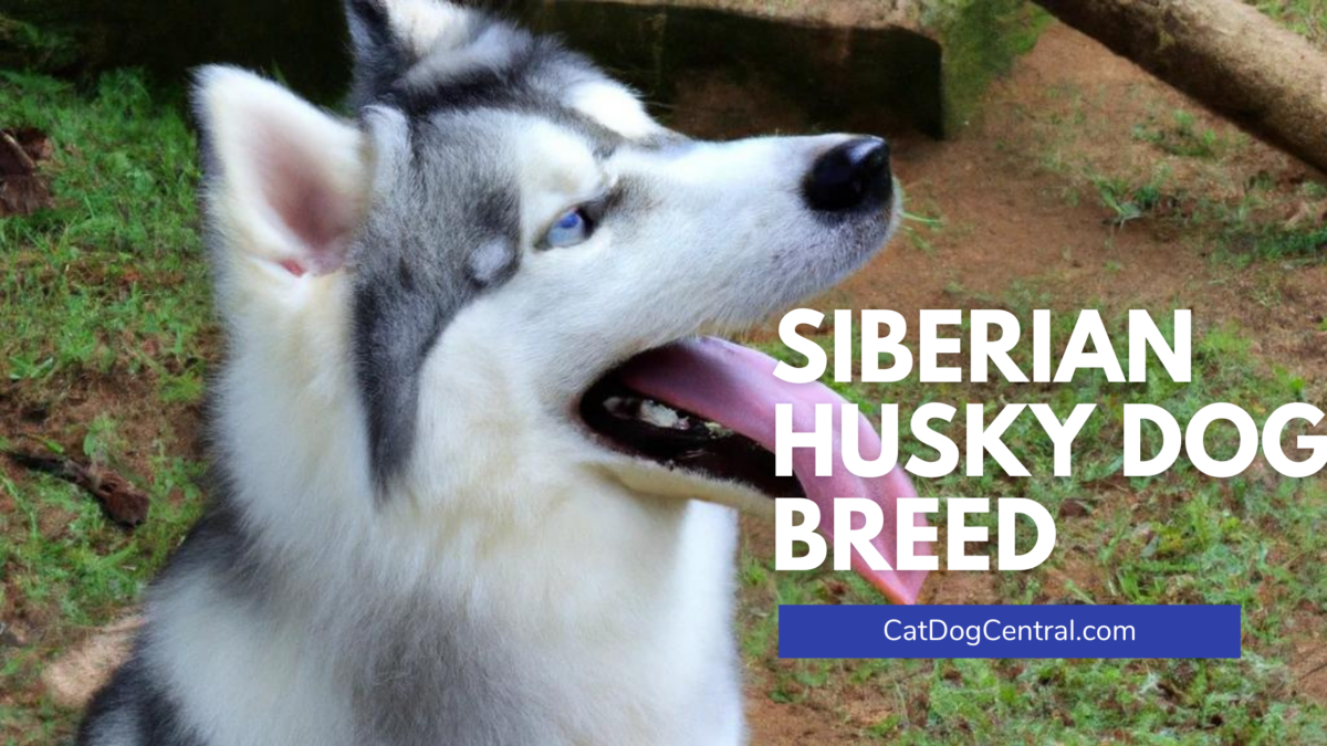 Siberian Husky Dog Breed