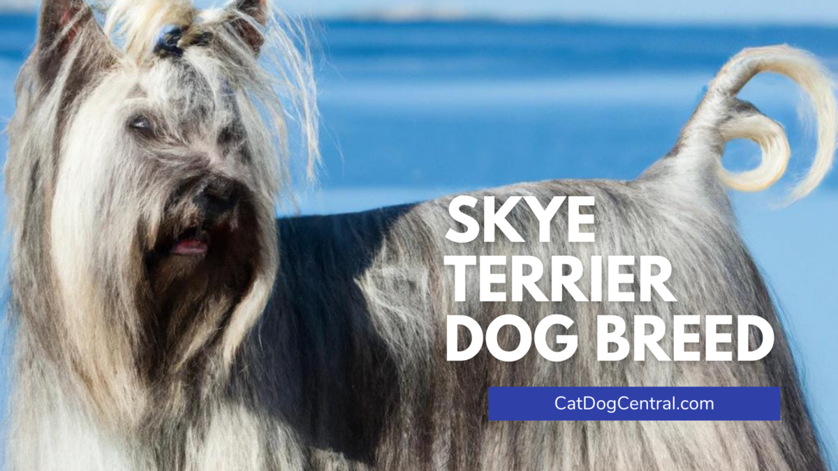 Skye Terrier Dog Breed