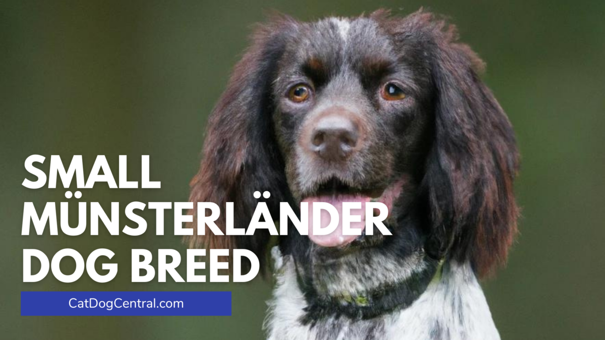 Small Munsterlander Dog Breed