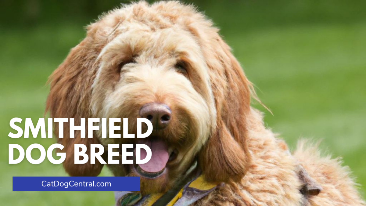 Smithfield Dog Breed