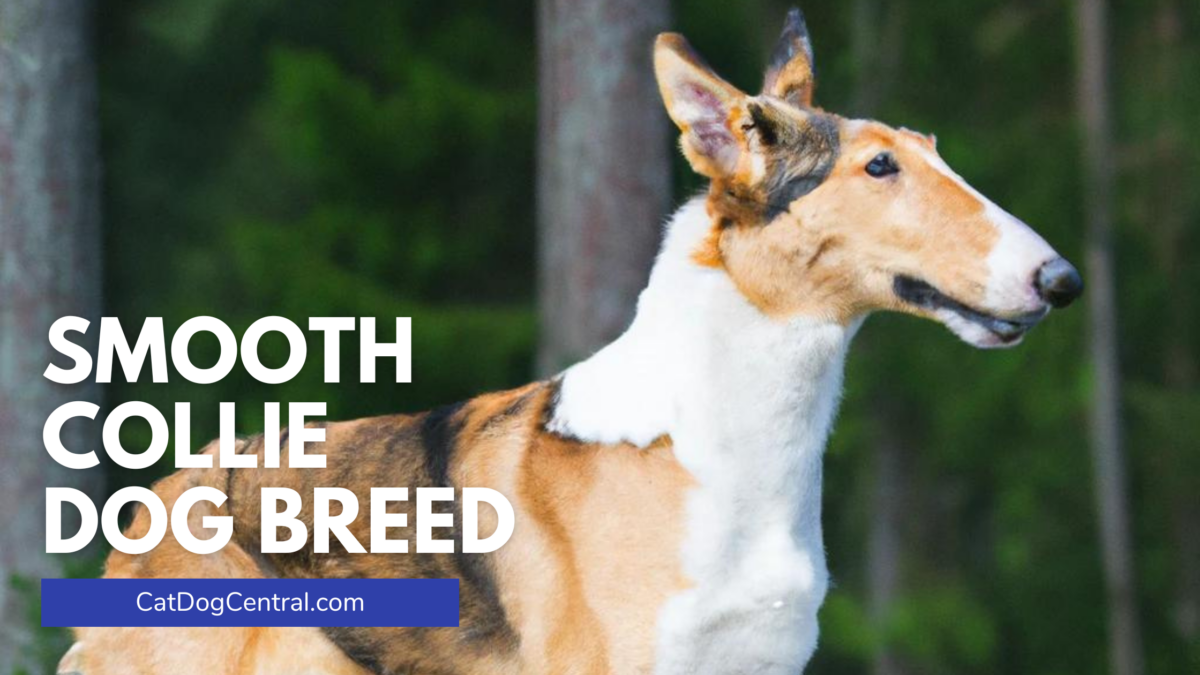 Smooth Collie Dog Breed