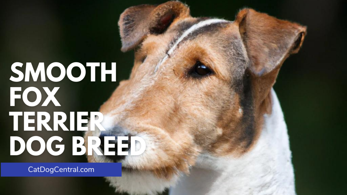 Smooth Fox Terrier Dog Breed