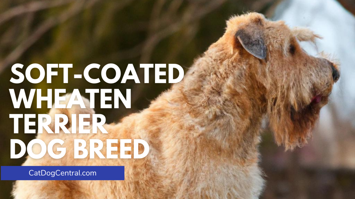 Soft Coated Wheaten Terrier Dog Breed