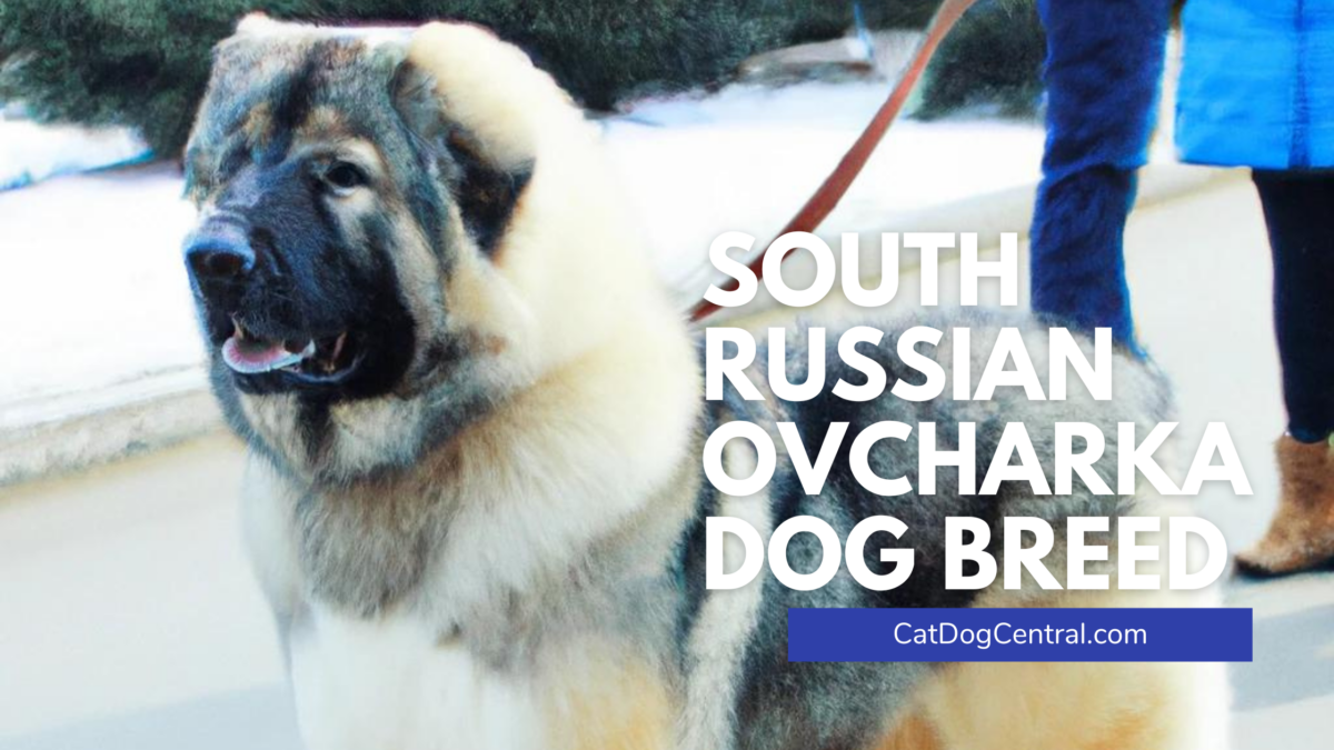 South Russian Ovcharka Dog Breed