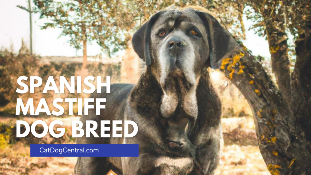 Spanish Mastiff Dog Breed