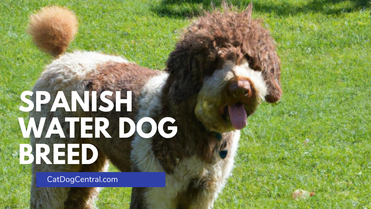 Spanish Water Dog Breed