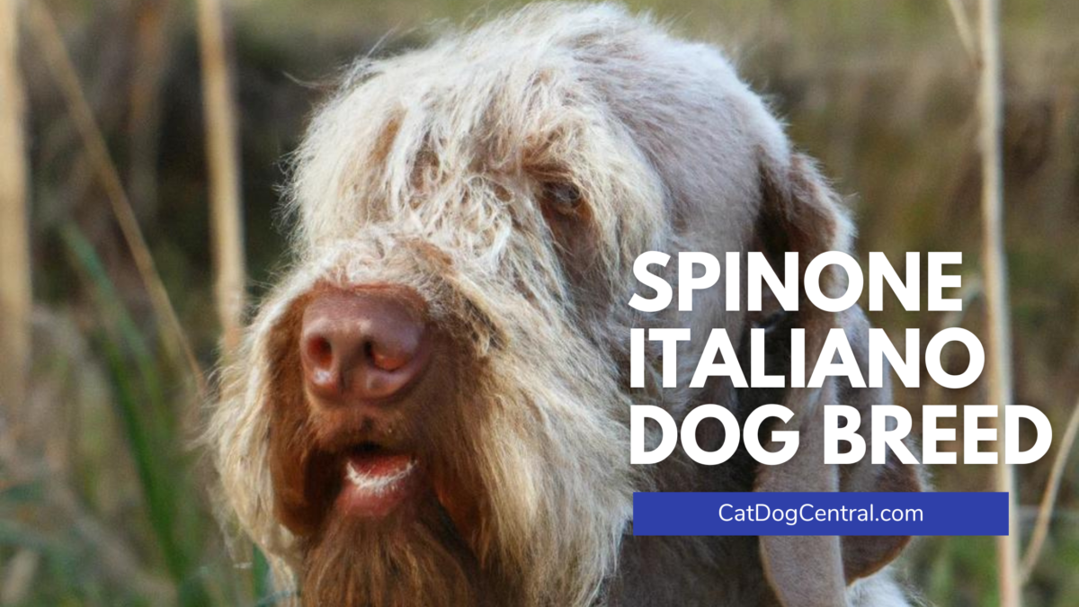 Spinone Italiano Dog Breed