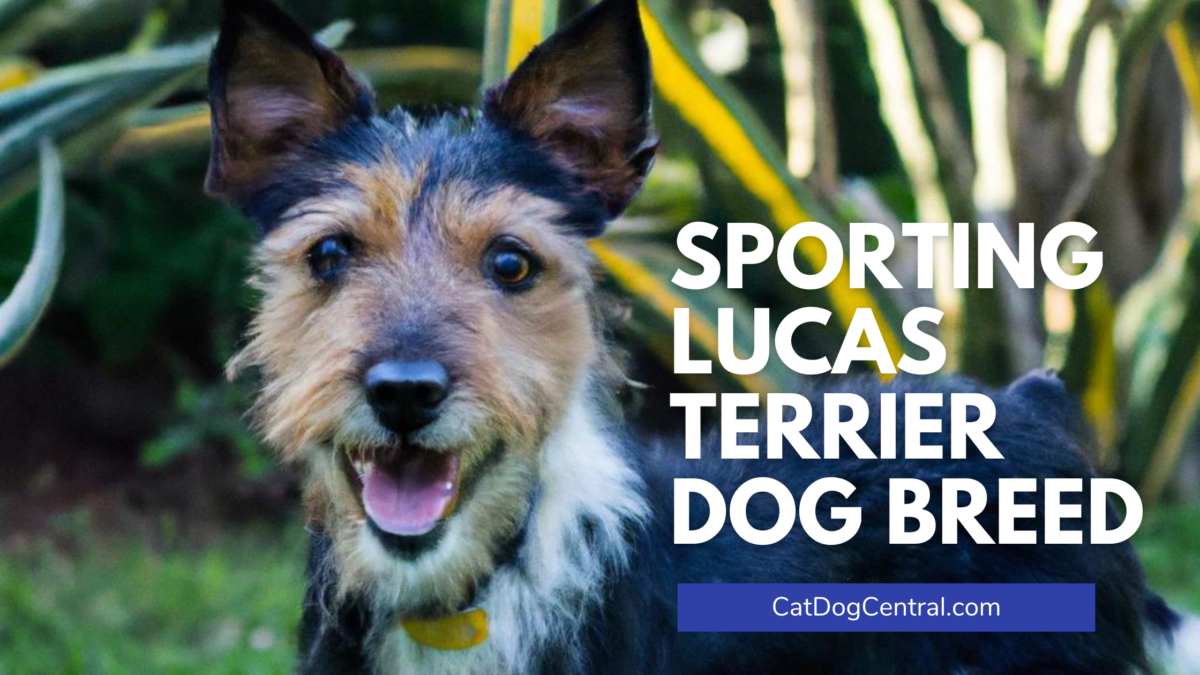 Sporting Lucas Terrier Dog Breed