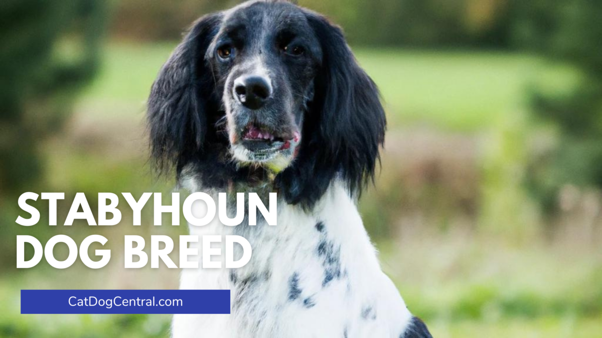 Stabyhoun Dog Breed