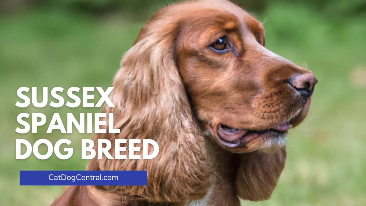 Sussex Spaniel Dog Breed