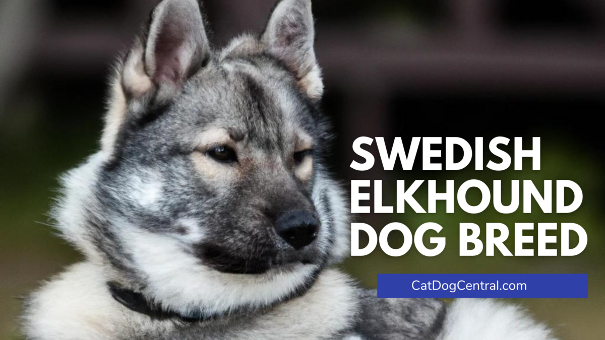 Swedish Elkhound Dog Breed