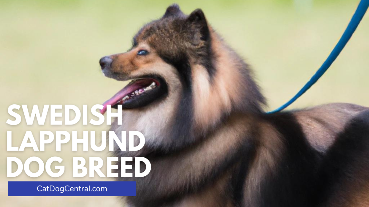 Swedish Lapphund Dog Breed