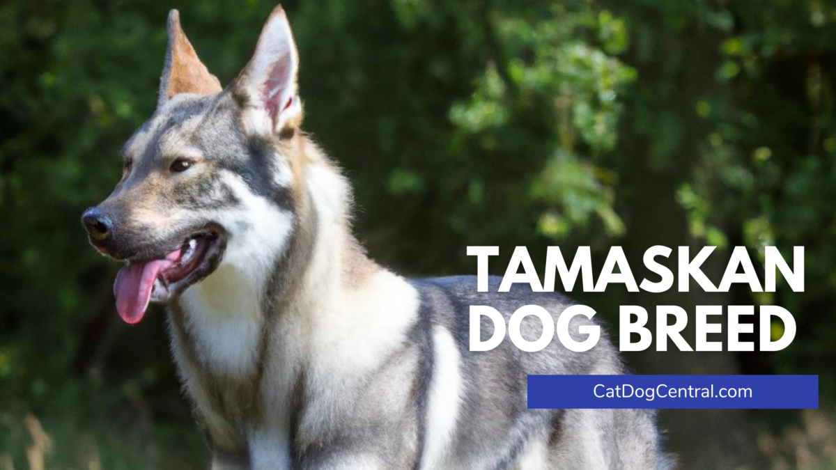 Tamaskan Dog Breed