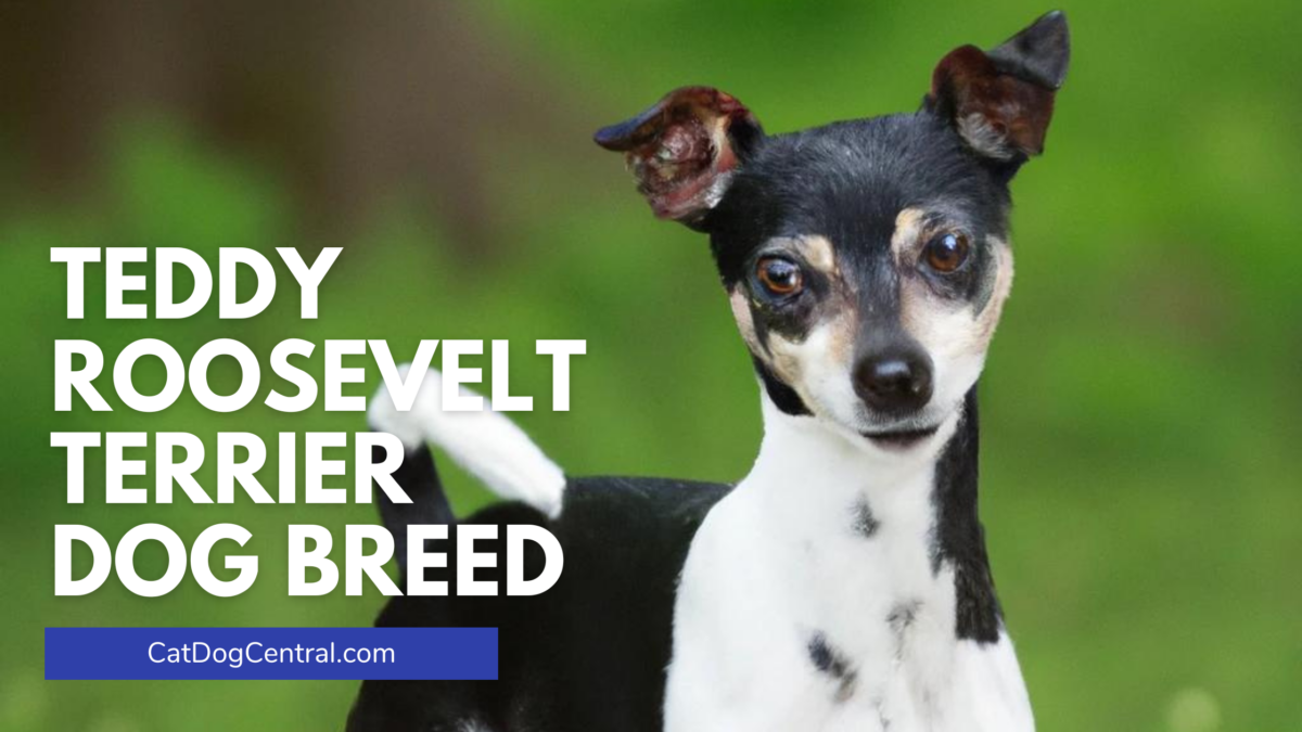 Teddy Roosevelt Terrier Dog Breed