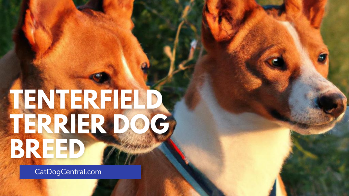 Tenterfield Terrier Dog Breed