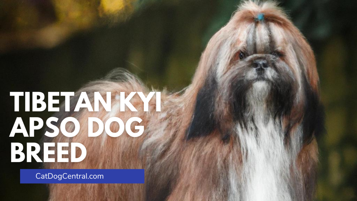 Tibetan Kyi Apso Dog Breed