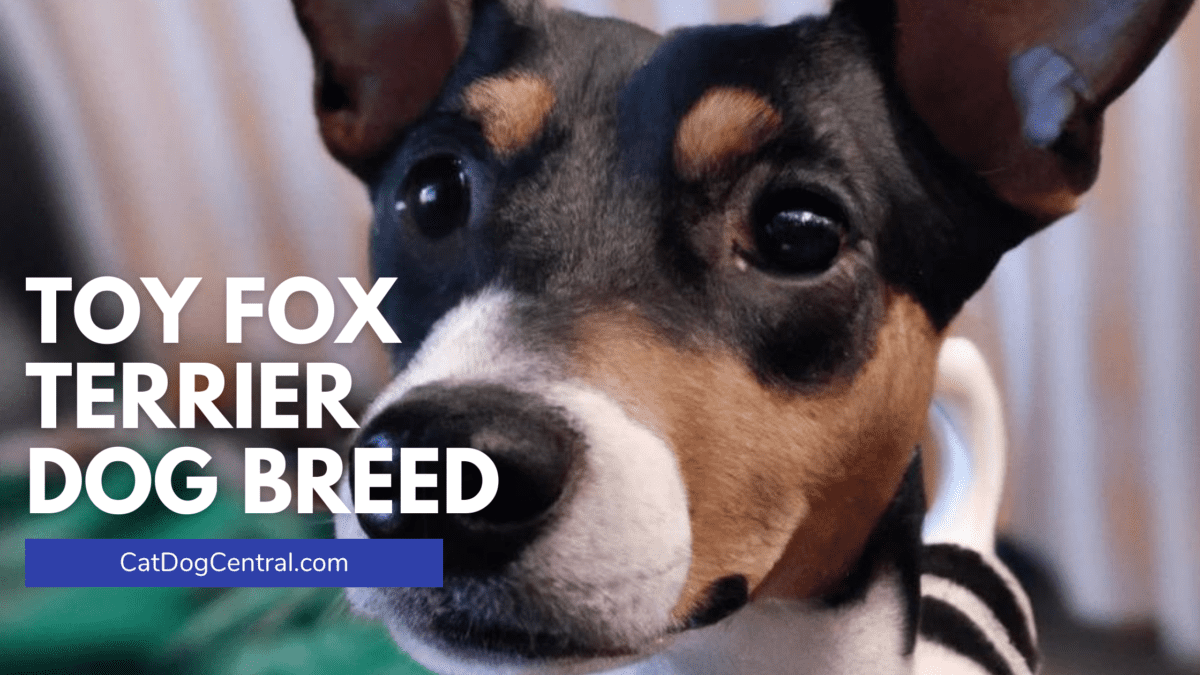 Toy Fox Terrier Dog Breed