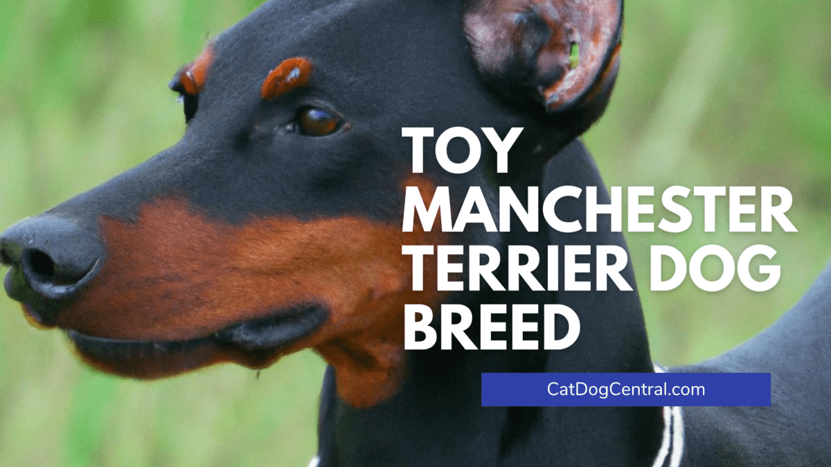 Toy Manchester Terrier Dog Breed