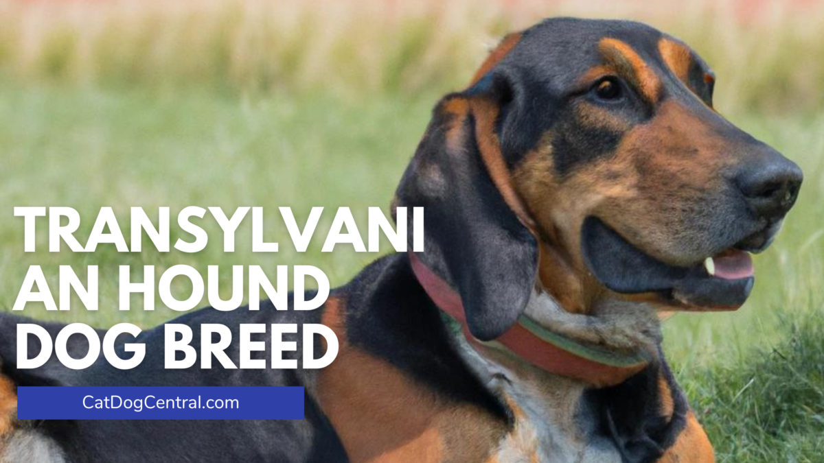 Transylvanian Hound Dog Breed