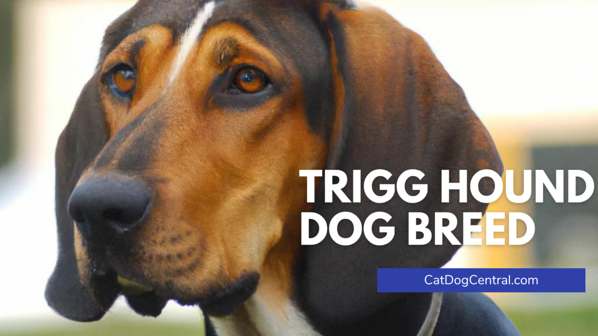 Trigg Hound Dog Breed