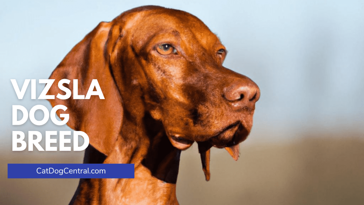 Vizsla Dog Breed 1