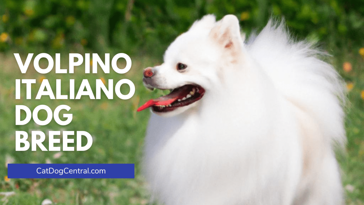 Volpino Italiano Dog Breed