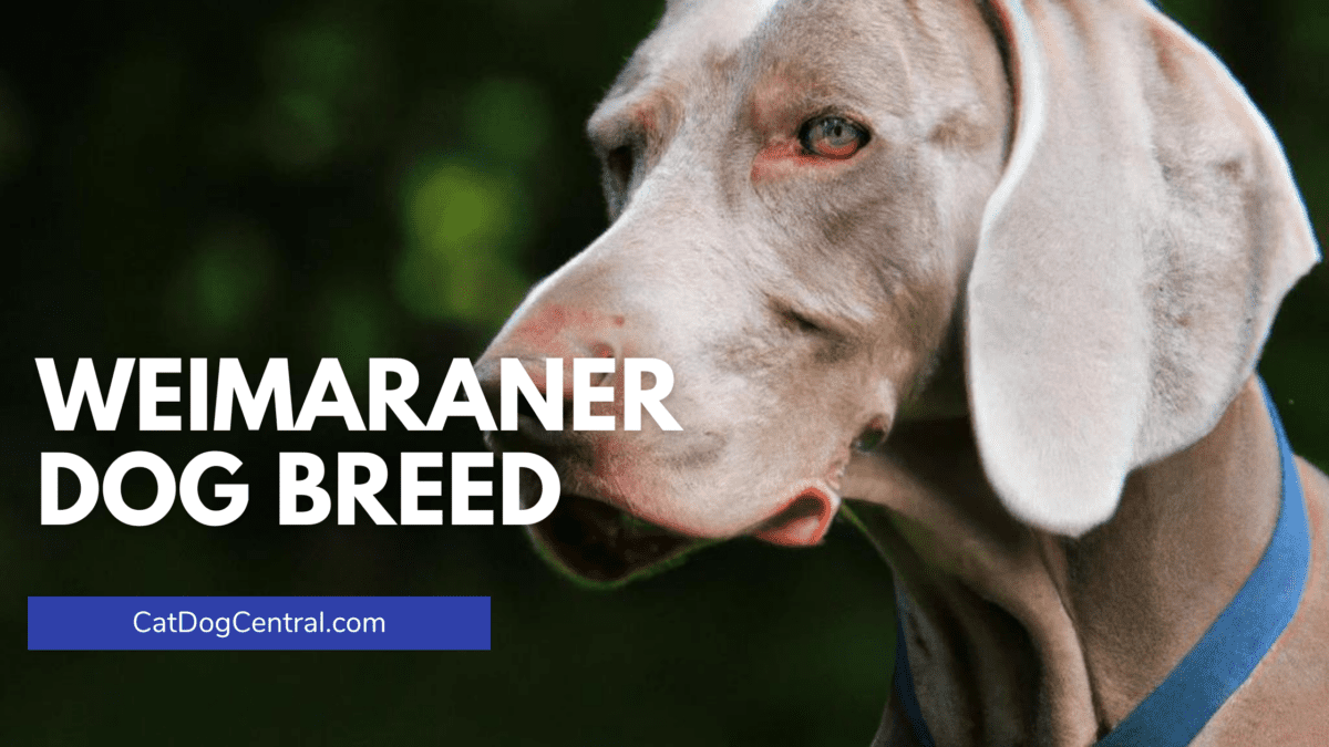 Weimaraner Dog Breed