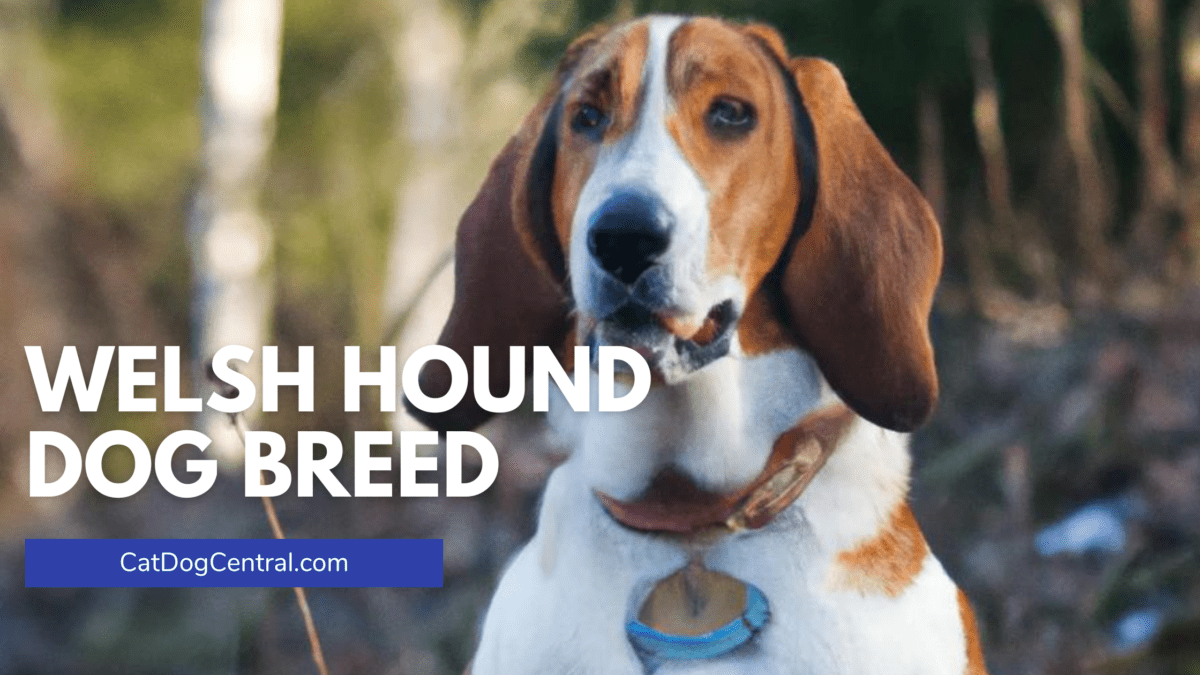 Welsh Hound Dog Breed