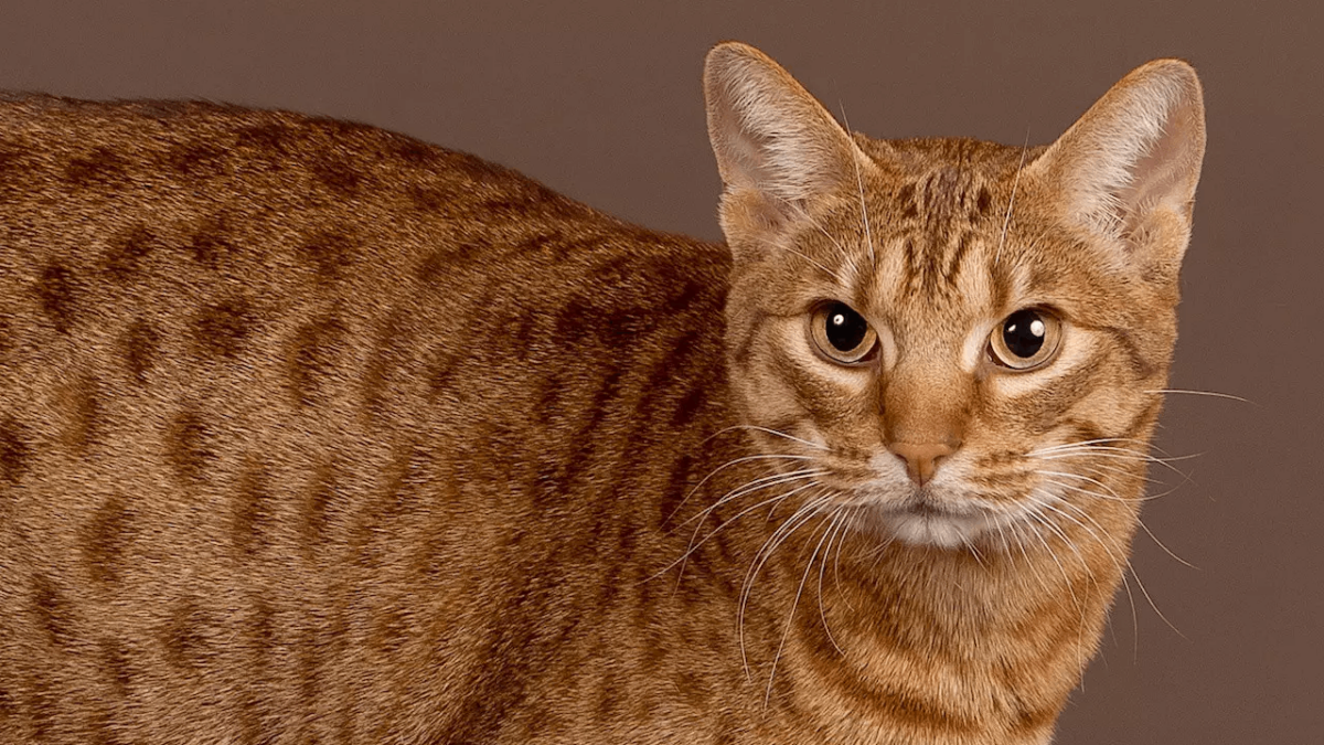 Ocicat