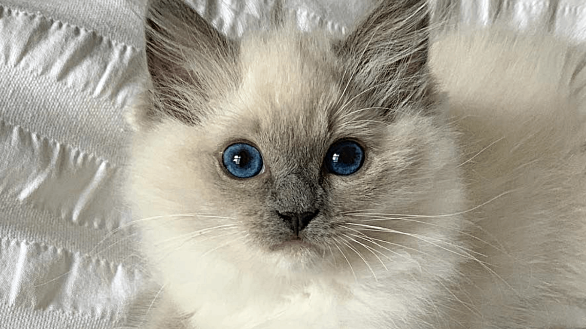 Ragdoll