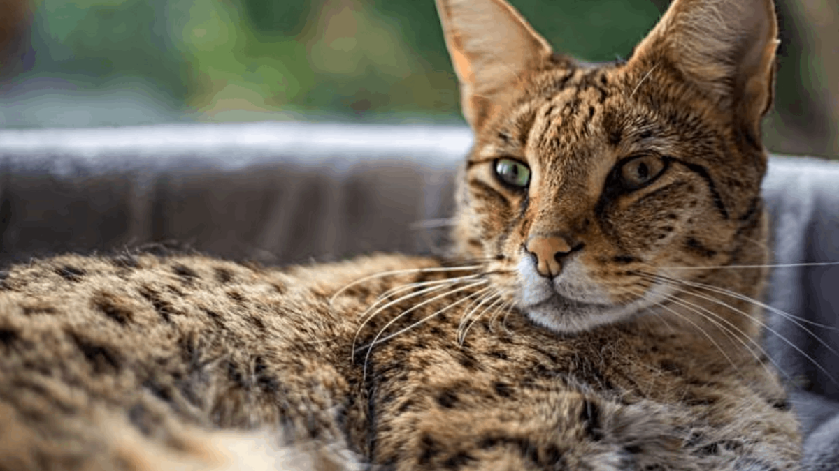 Savannah Cat Breed