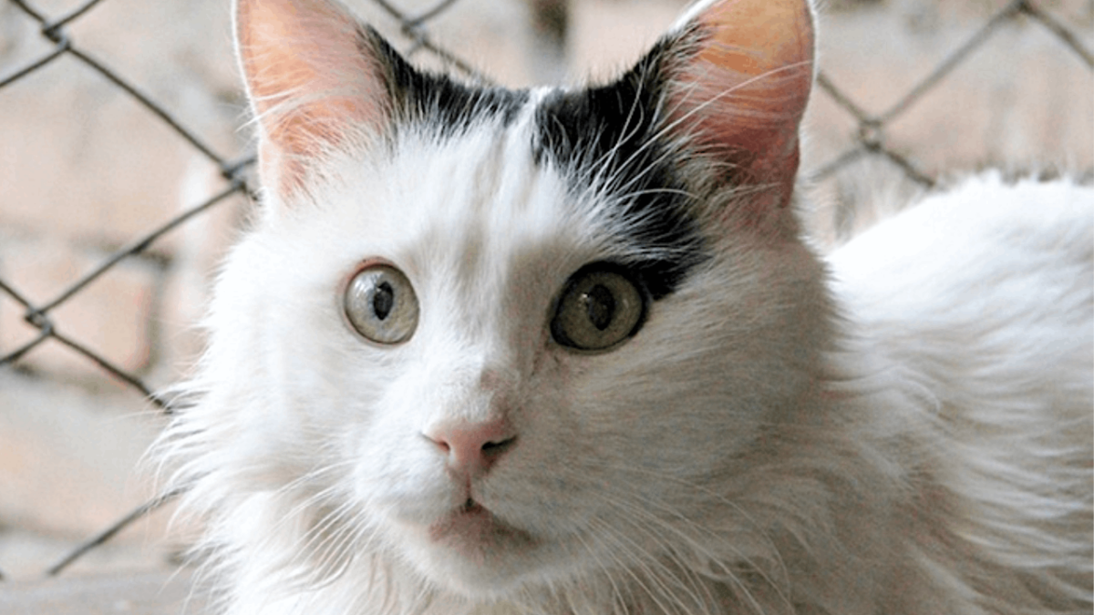 Turkish Van Cat Breed