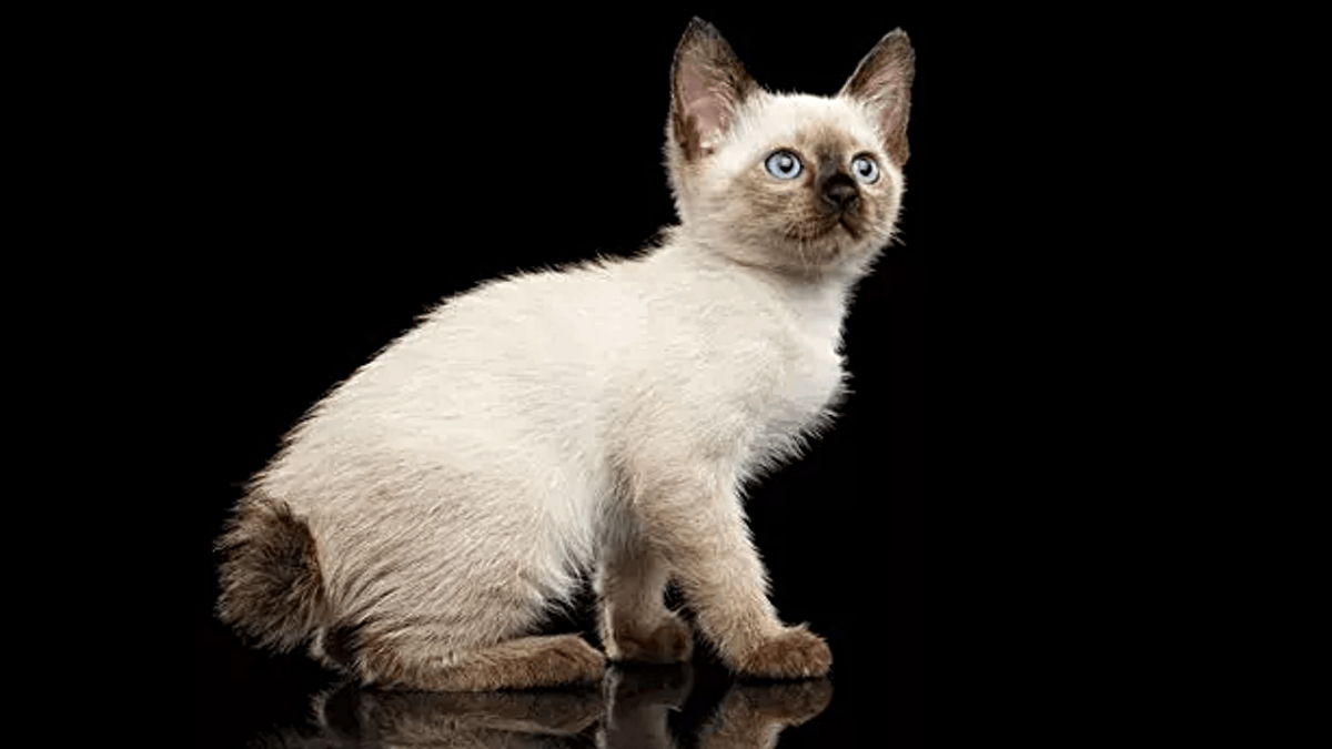 Mekong Bobtail Cat Breed - Characteristics, Facts, Popularity, & More ...