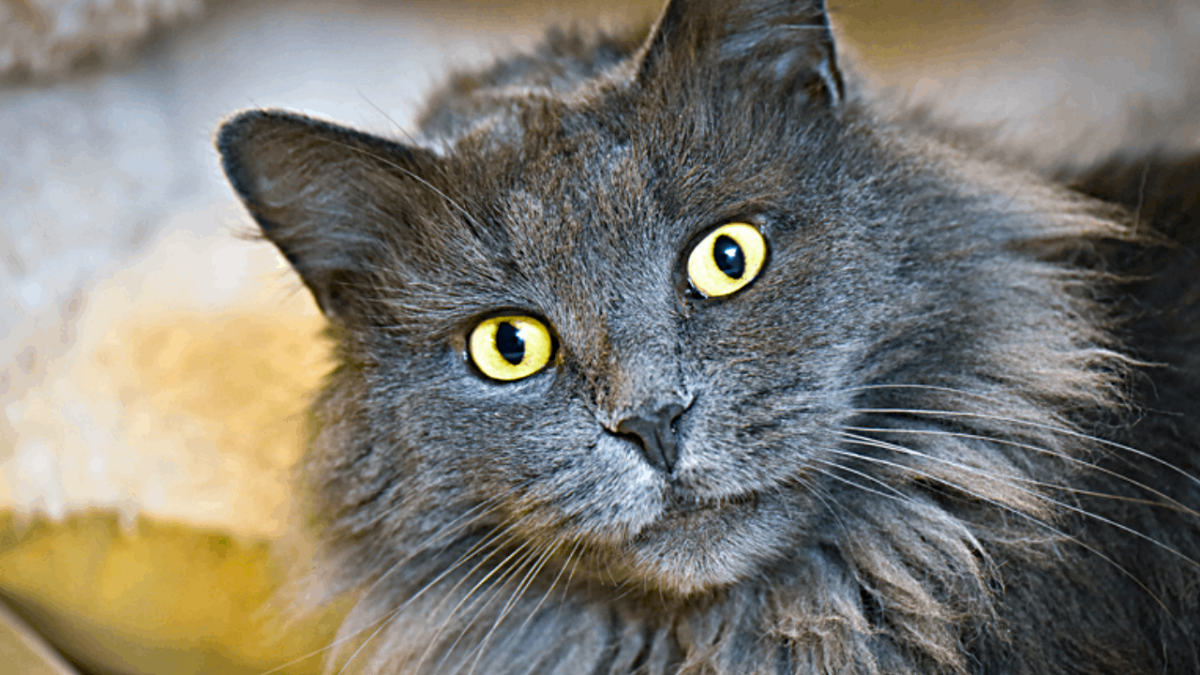 nebelung