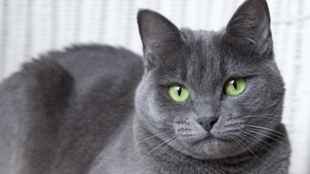 russian blue