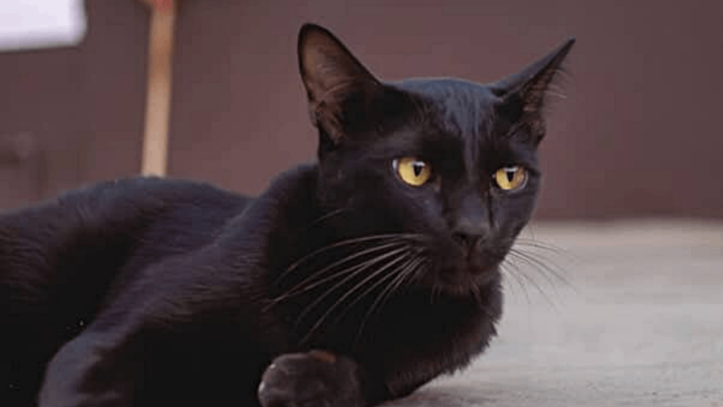 Sawet Sam Sawet Cat Breed - Characteristics, Facts, Popularity, & More ...