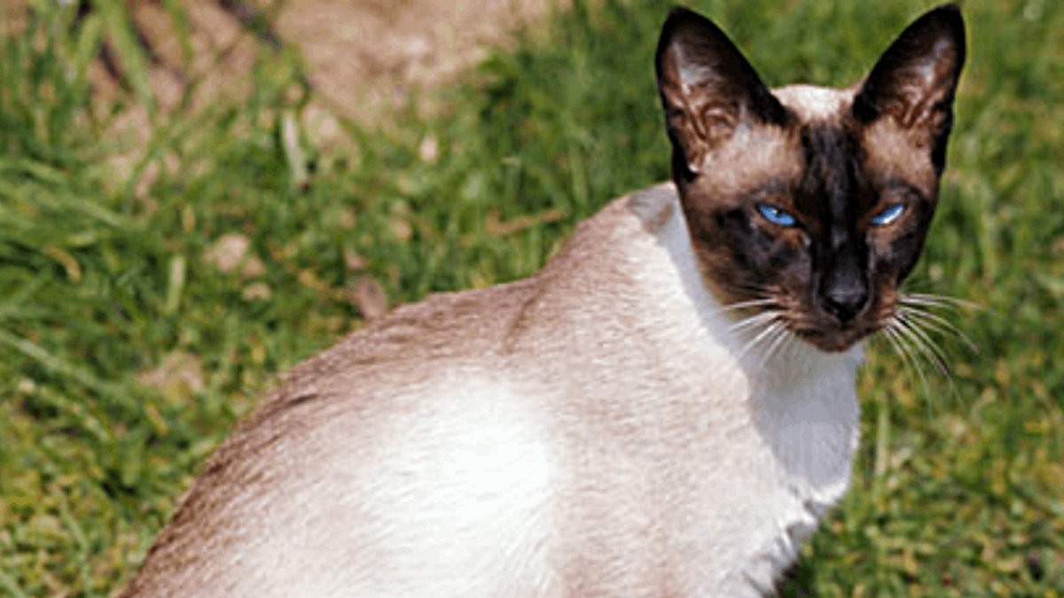 siamese