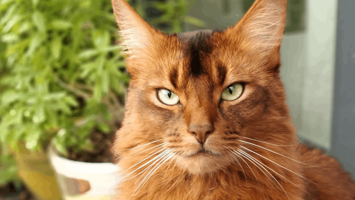 somali cat breed